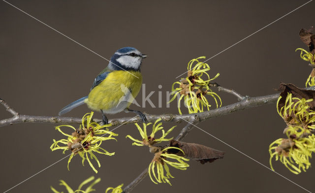 Pimpelmees (Parus caeruleus)