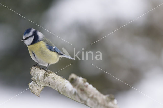 Pimpelmees (Parus caeruleus)