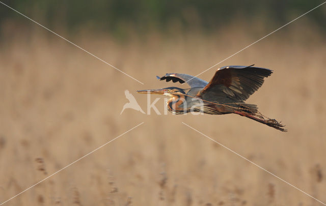 Purperreiger (Ardea purpurea)