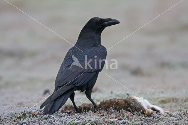 Raaf (Corvus corax)