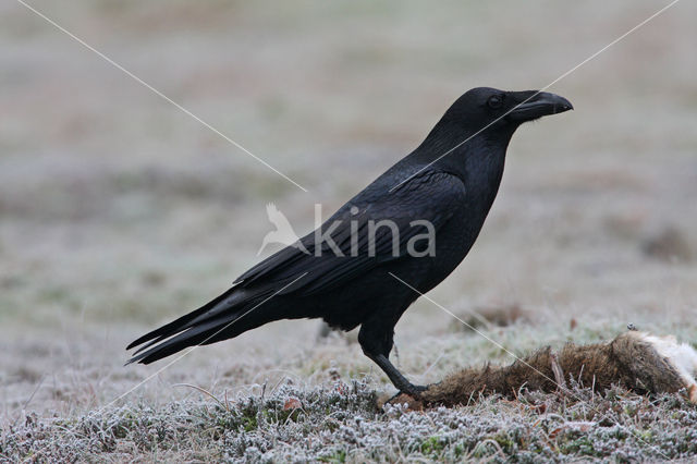 Raaf (Corvus corax)