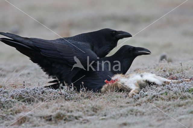 Raaf (Corvus corax)