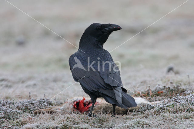 Raaf (Corvus corax)