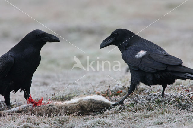 Raaf (Corvus corax)