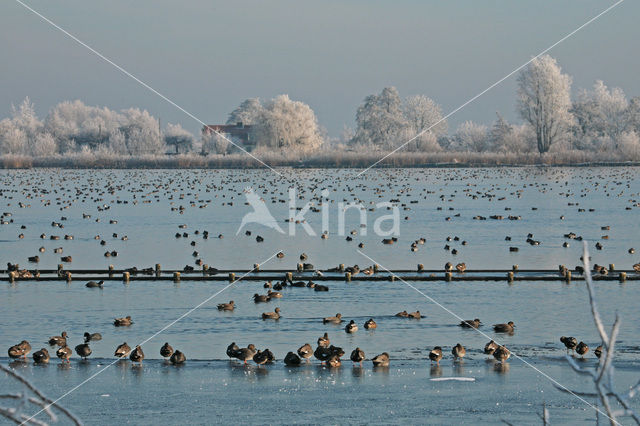 Reeuwijkse Plassen