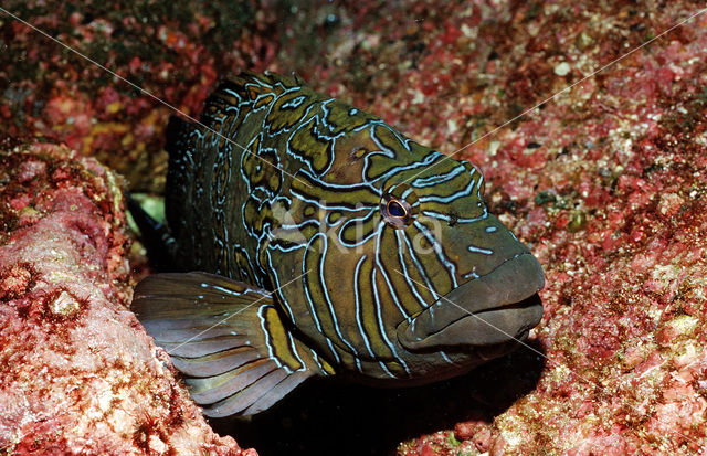 Reuze koraalklimmer (Cirrhitus rivulatus)