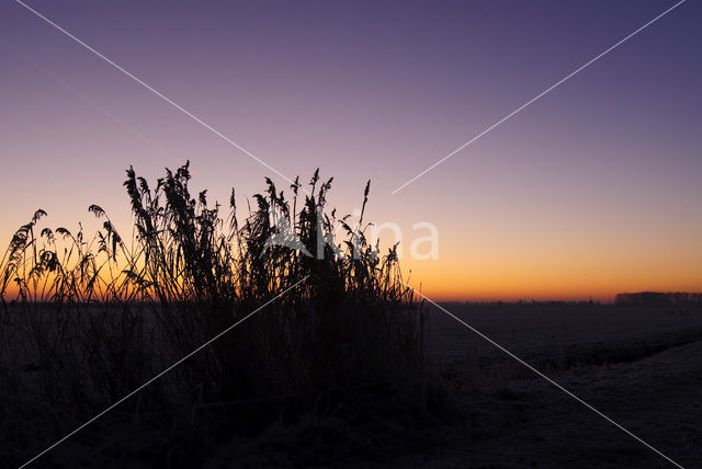 Riet (Phragmites australis)