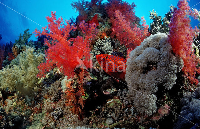 Rode Koraalbaars (Cephalopholis miniata )