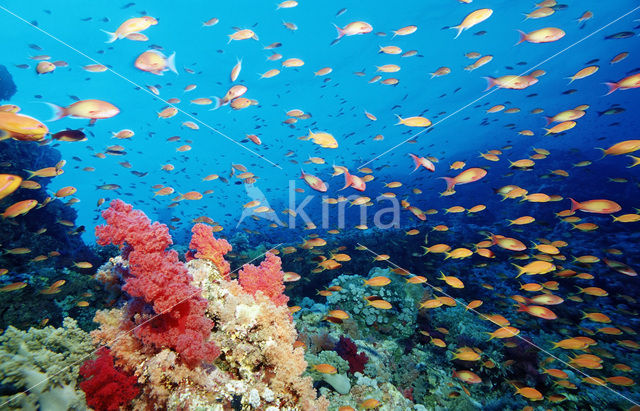 Rode vlaggebaars (Pseudanthias squamipinnis)