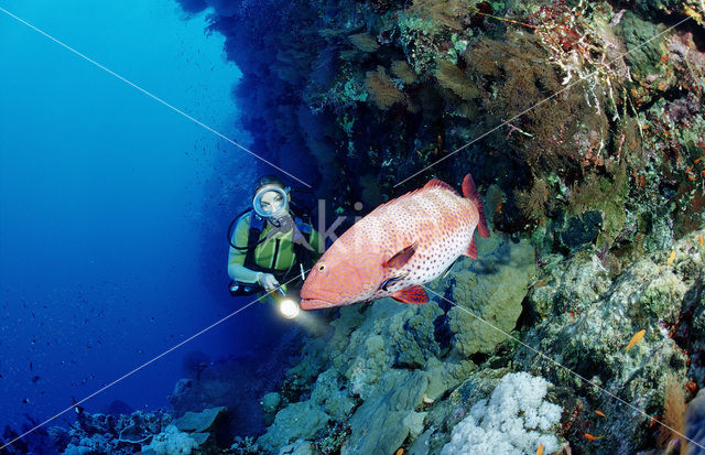 Rode Zee wrakbaars (Plectropomus pessuliferus)