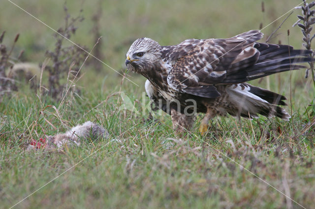 Ruigpootbuizerd (Buteo lagopus)