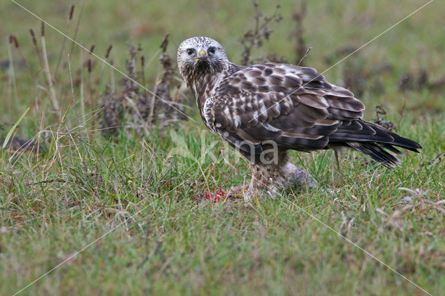 Ruigpootbuizerd (Buteo lagopus)