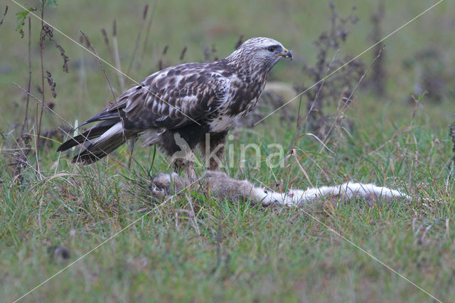 Ruigpootbuizerd (Buteo lagopus)