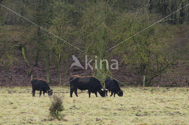 Sayaguesa rund (Bos domesticus)