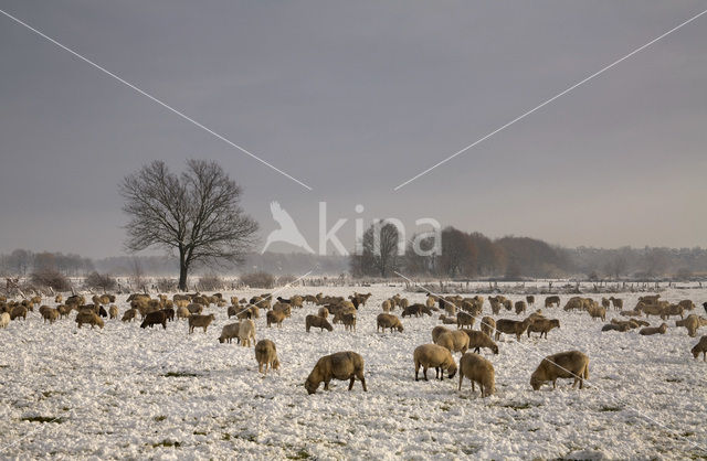 Schaap (Ovis domesticus)