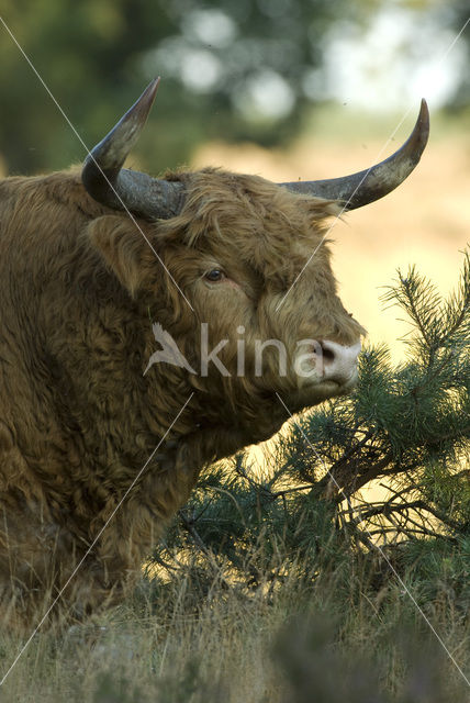 Schotse Hooglander