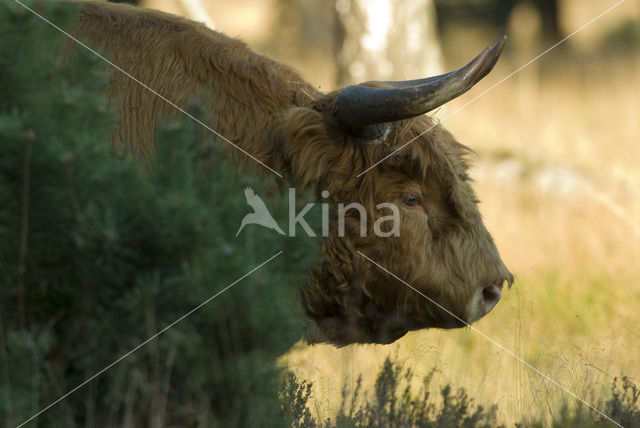 Schotse Hooglander