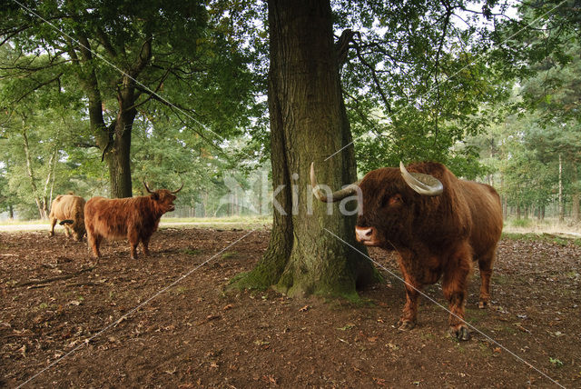 Schotse Hooglander