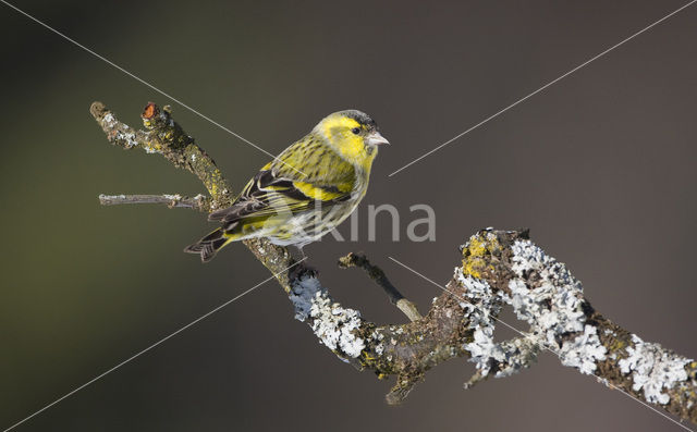 Sijs (Carduelis spinus)