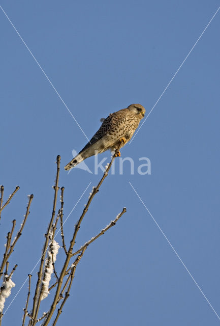 Torenvalk (Falco tinnunculus)