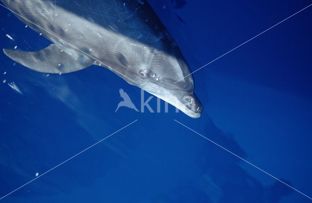 Tuimelaar (Tursiops truncatus)