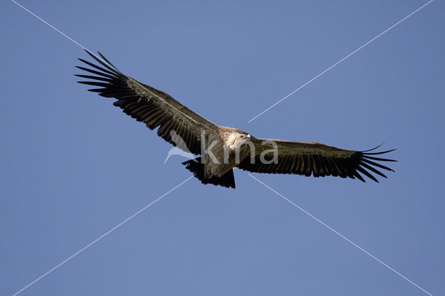 Vale Gier (Gyps fulvus)