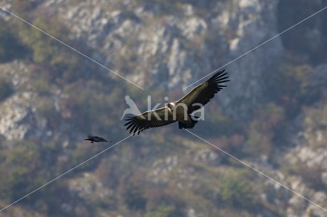 Vale Gier (Gyps fulvus)