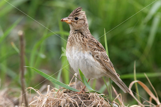 Veldleeuwerik (Alauda arvensis)