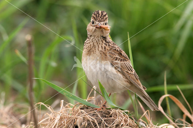 Sky Lark (Alauda arvensis)