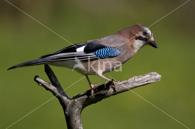 Vlaamse Gaai (Garrulus glandarius)