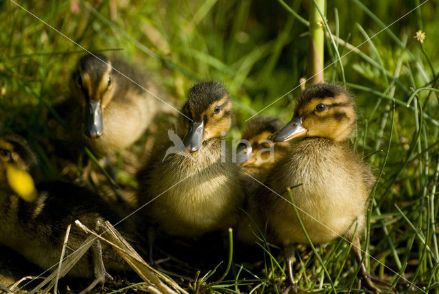 Wilde Eend (Anas platyrhynchos)