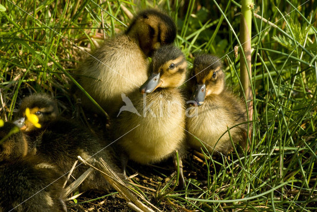 Mallard