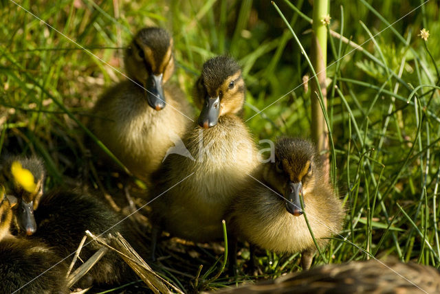 Wilde Eend (Anas platyrhynchos)