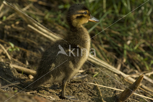 Wilde Eend (Anas platyrhynchos)