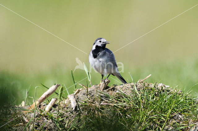 Witte Kwikstaart (Motacilla alba)