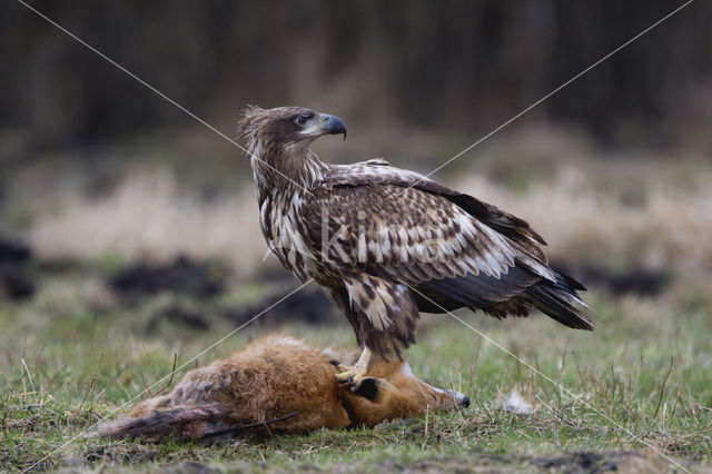 Zeearend (Haliaeetus albicilla)