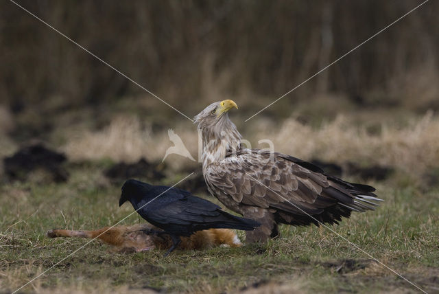 Zeearend (Haliaeetus albicilla)