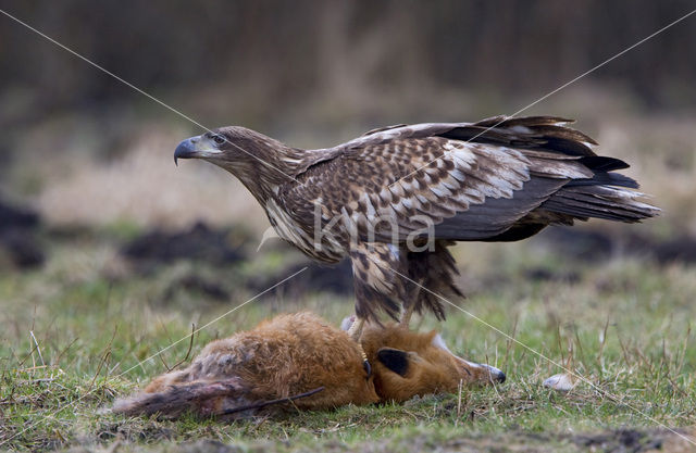 Zeearend (Haliaeetus albicilla)