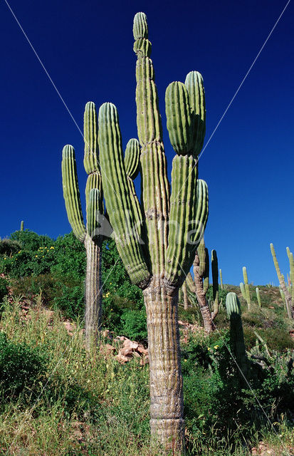 Zuilcactus