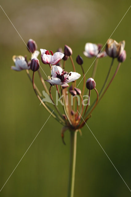 Flowering-rush (Butomus umbellatus)