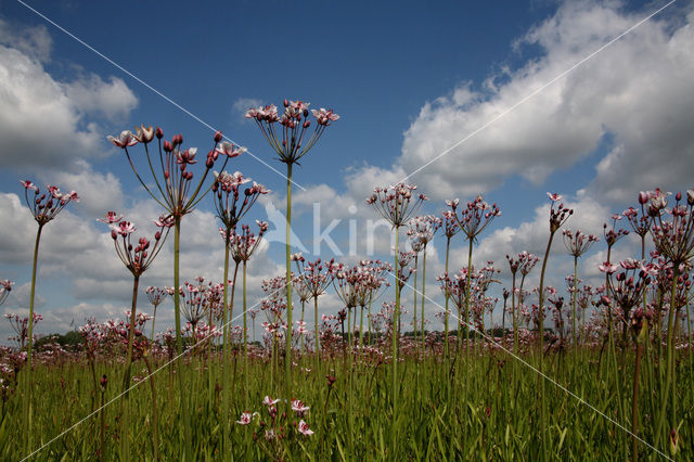 Flowering-rush (Butomus umbellatus)