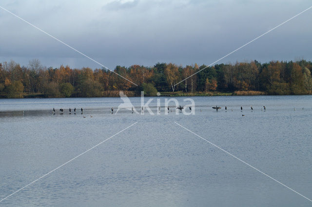 Aalscholver (Phalacrocorax carbo)