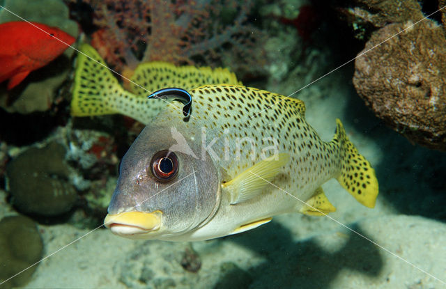 Afrikaanse Diklipvis (Plectorhinchus gaterinus)