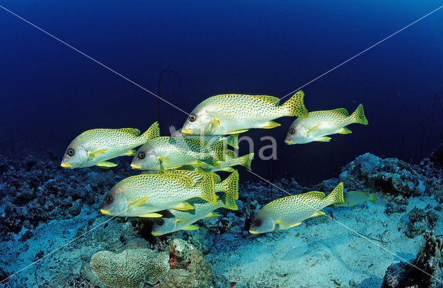 Afrikaanse Diklipvis (Plectorhinchus gaterinus)