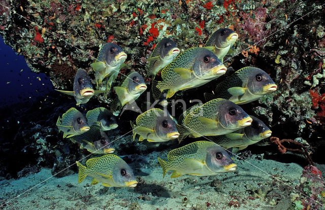 Afrikaanse Diklipvis (Plectorhinchus gaterinus)