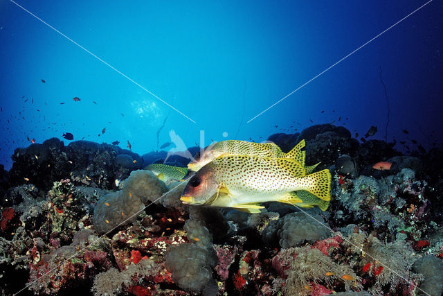 Afrikaanse Diklipvis (Plectorhinchus gaterinus)