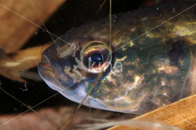 Amerikaanse hondsvis (Umbra pygmaea)