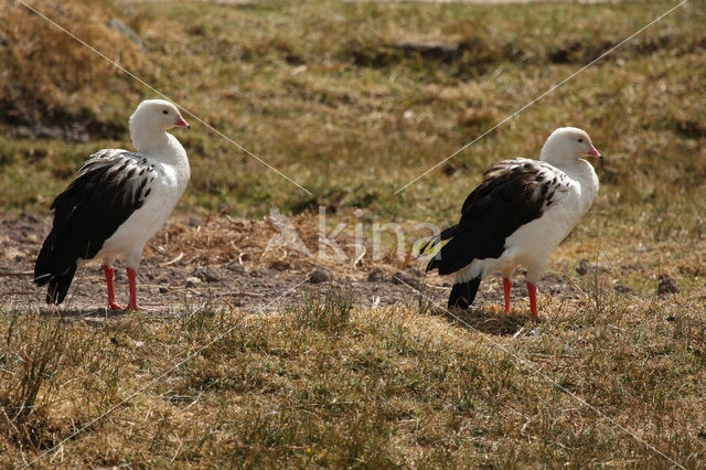 Andesgans (Chloephaga melanoptera)