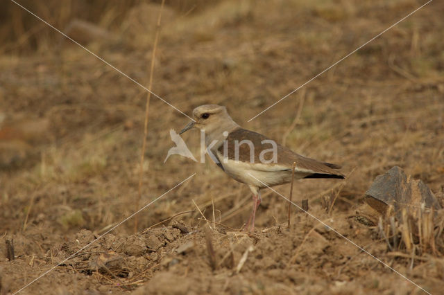 Andeskievit (Vanellus resplendens)