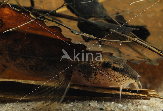 Stone Loach (Barbatula barbatula